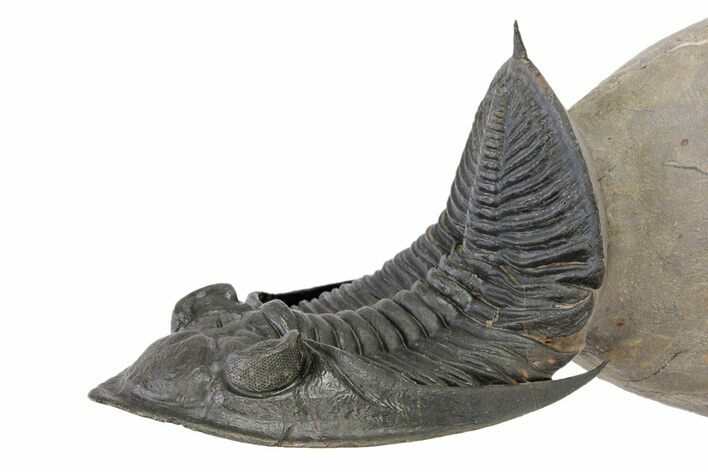 Flying Zlichovaspis Trilobite - Atchana, Morocco #248831